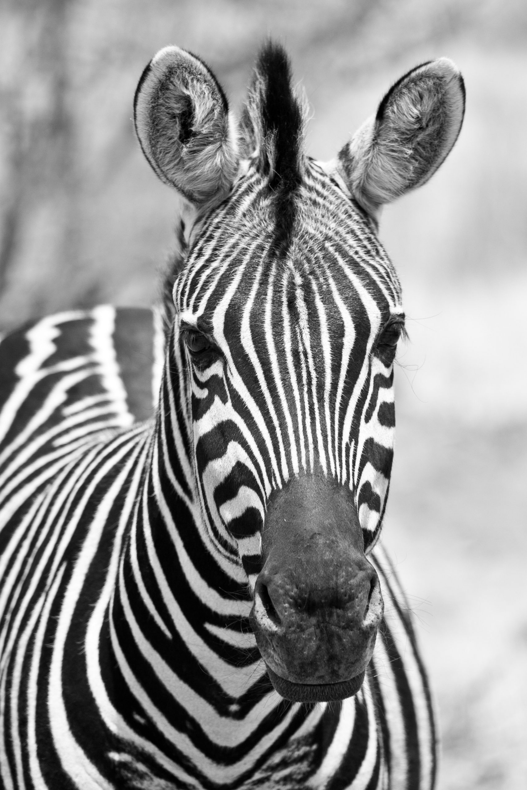 Head shot of zebra